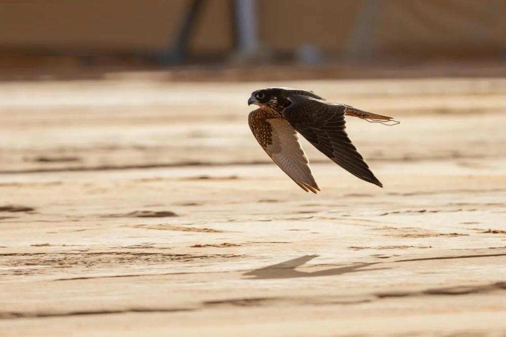 B5071705 7e08 40aa a0f3 9641ed5125d4 file.jpg