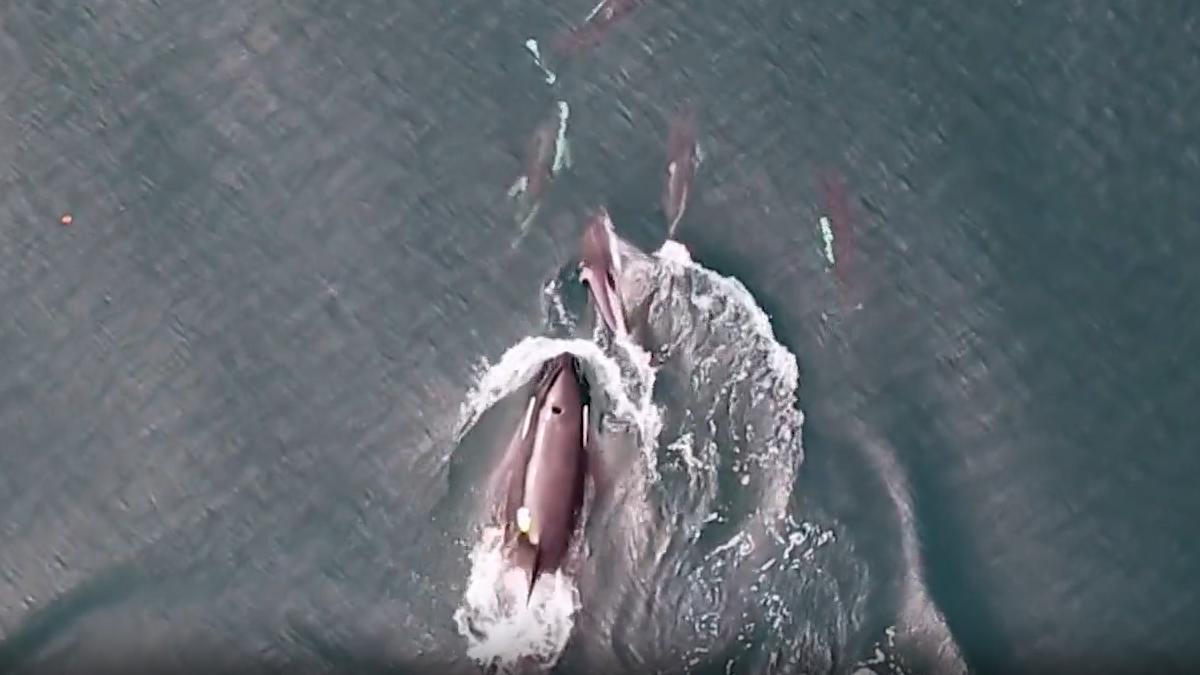 E36e1422 e02e 438d 93f4 3bbf6ac980d4 file.jpg