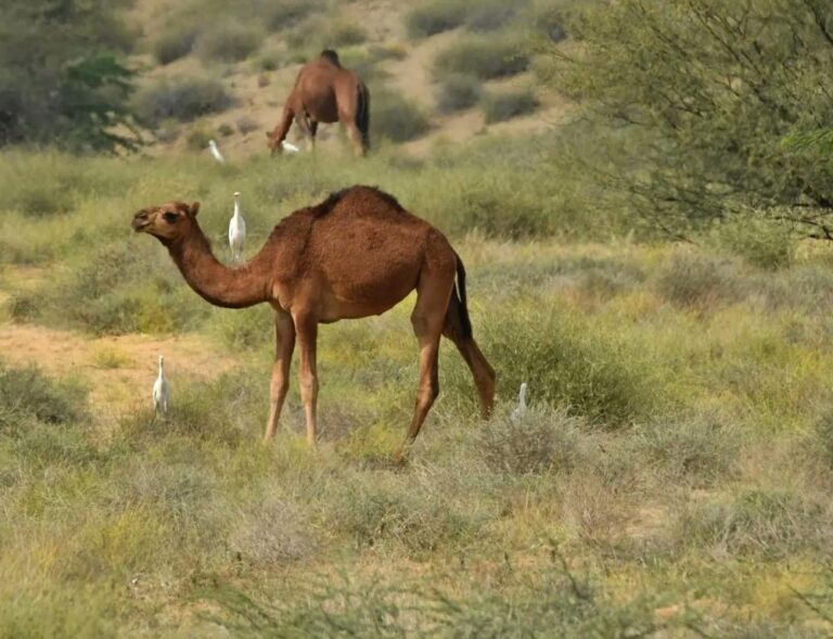 E79939c9 1982 4bd2 be49 0c055ea95b6f file.jpg