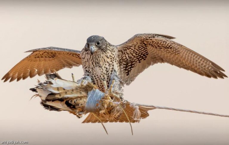 Ee0ac275 0e86 4b75 8246 18bd762b8cdf file.jpg