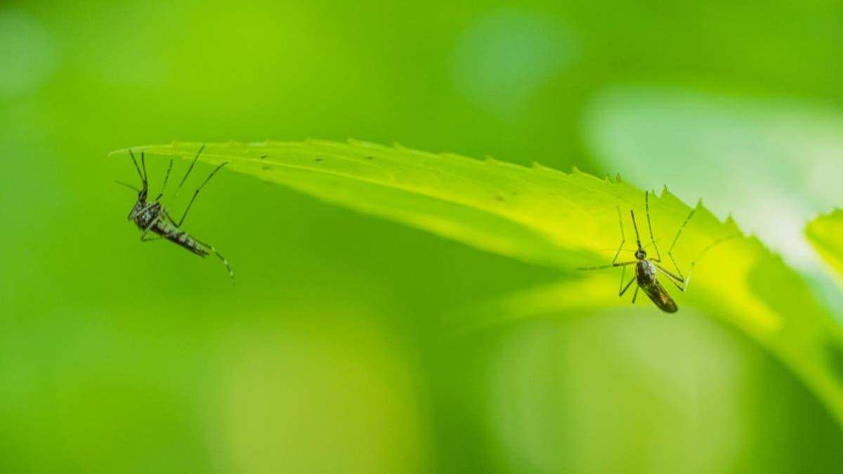 004fba66 fa24 49a5 b33b 69f2286acb84 file.jpg