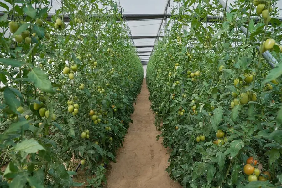 01735a31 8d35 4c17 acce eacf48abdef2 zawta.webp