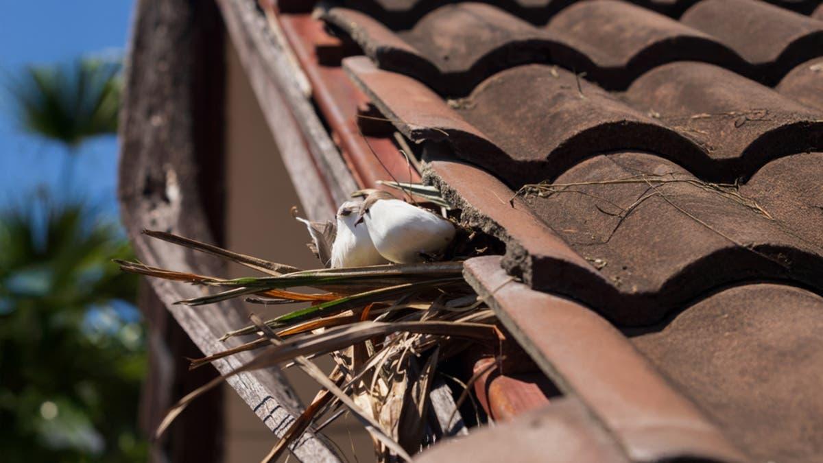 099107b0 acbf 48dd 9253 30b087b2e1e2 file.jpg