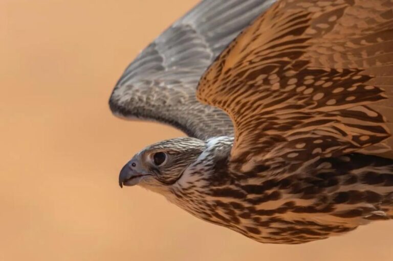 0bd37d52 27e5 4417 b0cc e9fc248357af file.jpg