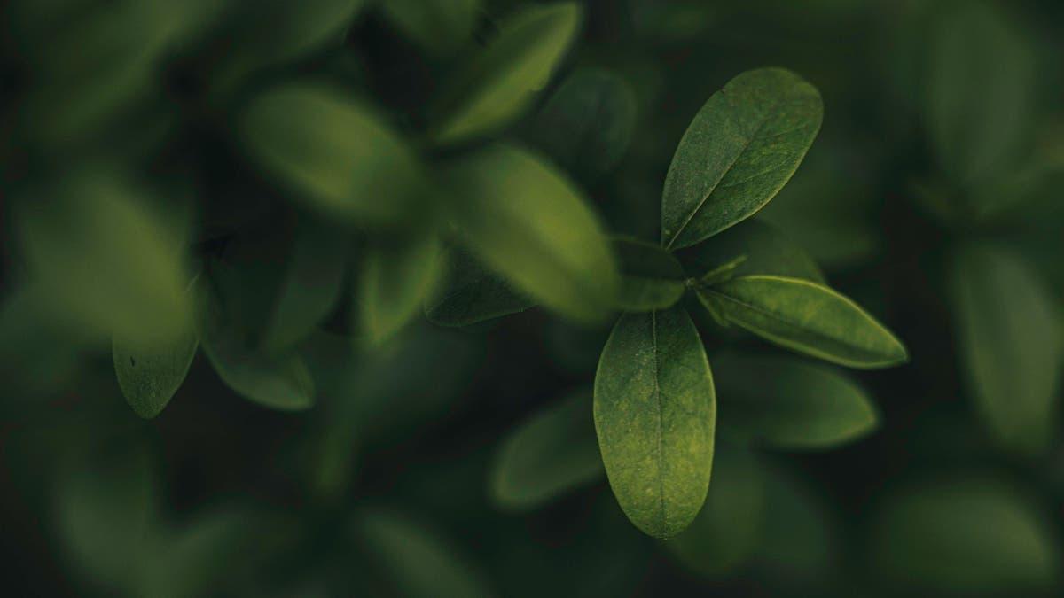 1d0d1724 d738 4e52 aa72 d24721abf1dc file.jpg