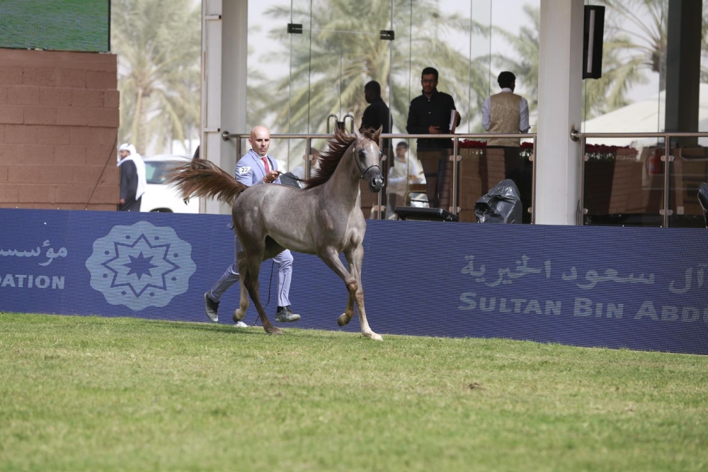 انطلاقة بطولة جمال الخيل العربية الأصيلة لمهرجان الأمير سلطان بن عبدالعزيز العالمي للجواد العربي نسخة