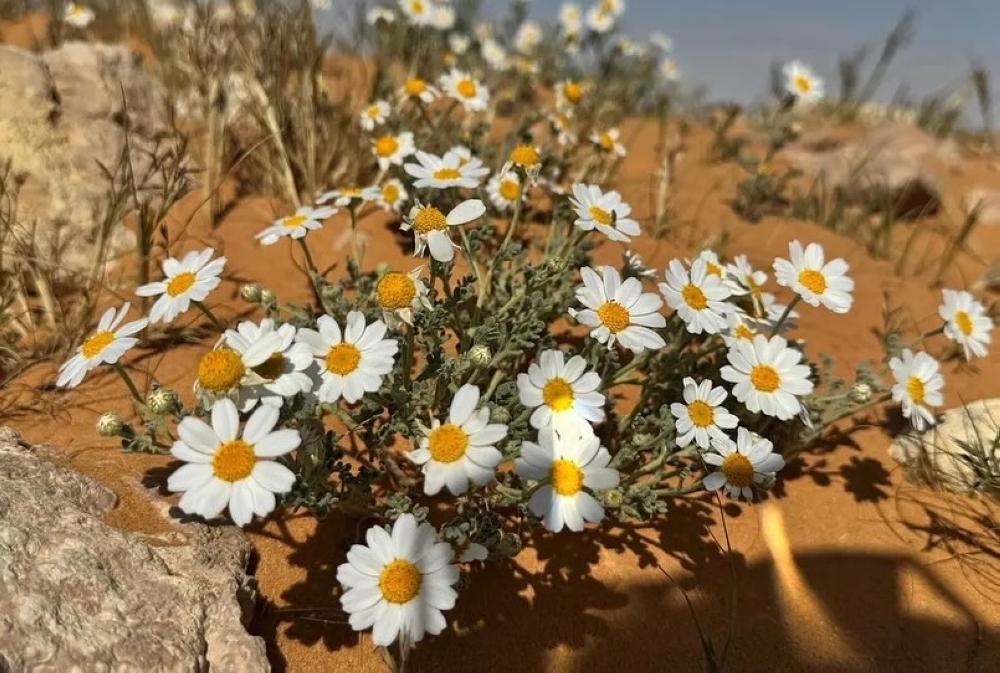 3c4ae0e6 30ff 4ddb b145 99264e1e185a file.jpg