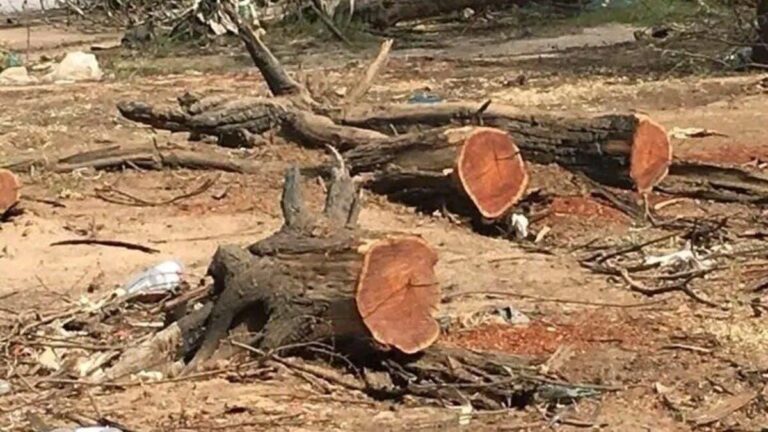 5763d29b 95f2 4581 8d74 afd02740bb29 file.jpg