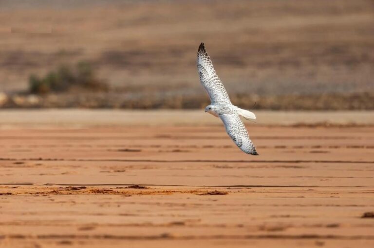 5da652b1 83e6 4eb3 af50 840ffecb7c1f file.jpg