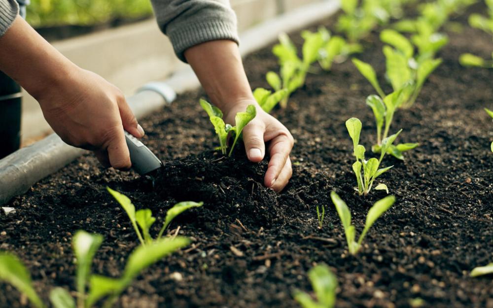 70818d8c bb5b 4385 a135 dd889010ce3f file.jpg