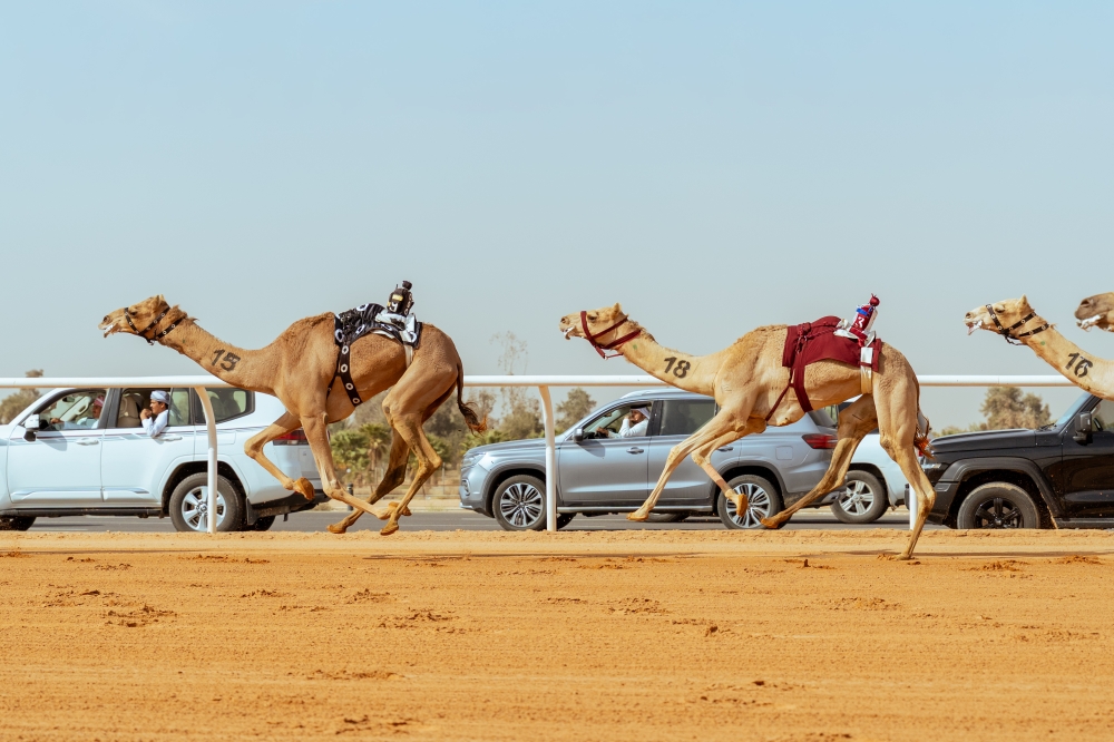 تتويج أبطال كؤوس مهرجان خادم الحرمين الشريفين لفئة “الجذاع” والجوائز 5.5 ملايين ريال