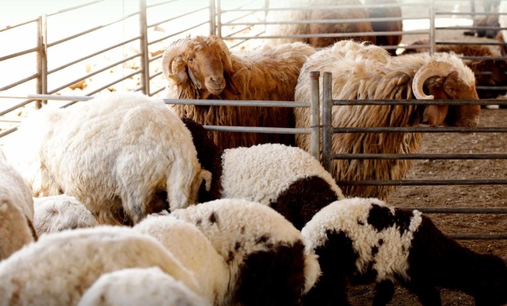 لرفع الكافاءة.. إجراء فحص جيني لـ4500 رأس ماشية بالمملكة