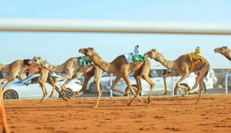 بدء استقبال طلبات الملاك للمشاركة في مزاين مهرجان خادم الحرمين الشريفين للهجن