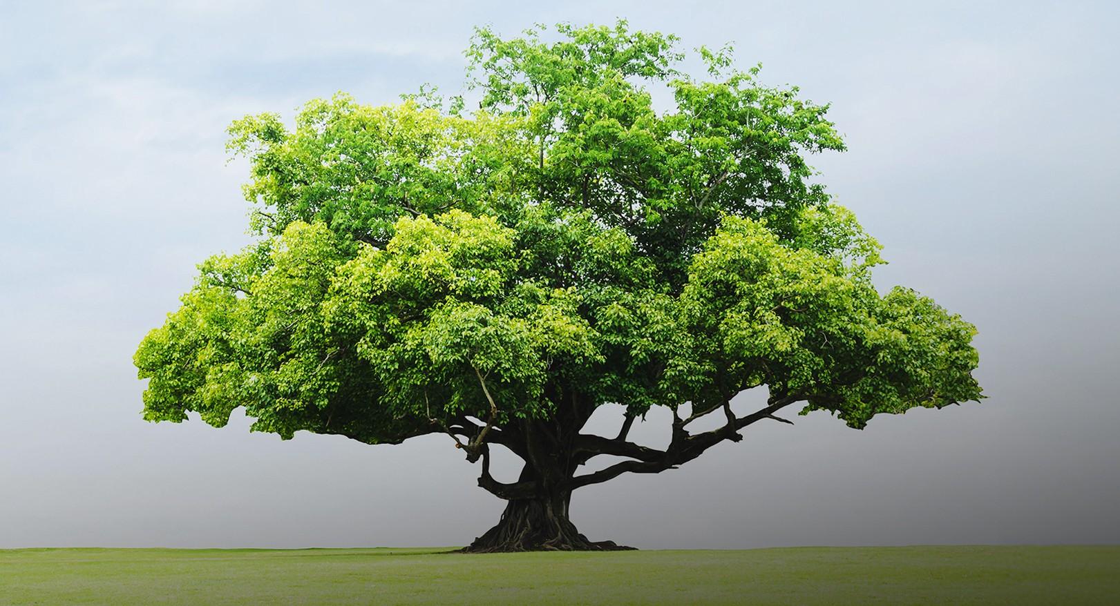 B9002478 a2c5 4800 9364 4f1cfaced210 file.jpg