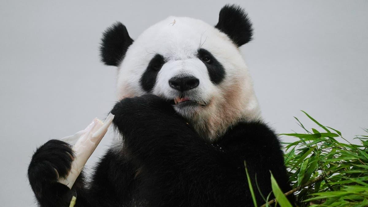 D90c7661 81cd 4413 b93f b4ff7dcae073 file.jpg