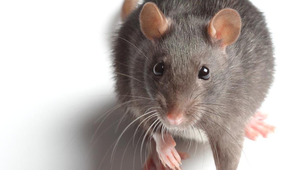 D9dd37ca f9a4 4d38 9631 7034e9afb70d file.jpg