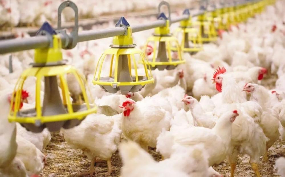 Ef7aa108 3770 4cb2 b735 2d4b717bac5b file.jpg