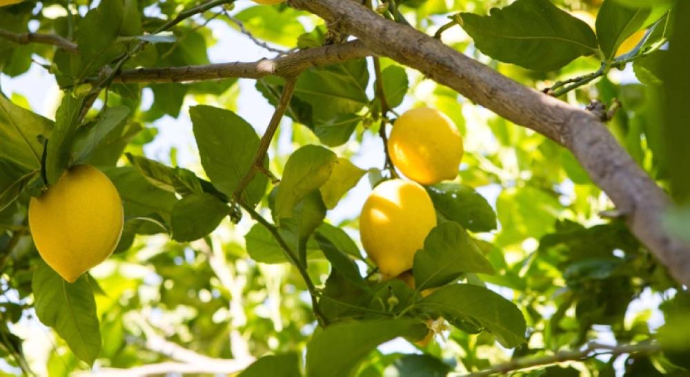 F8a686b5 1595 446b b0dc 6d77dbf4bfcf file.jpg