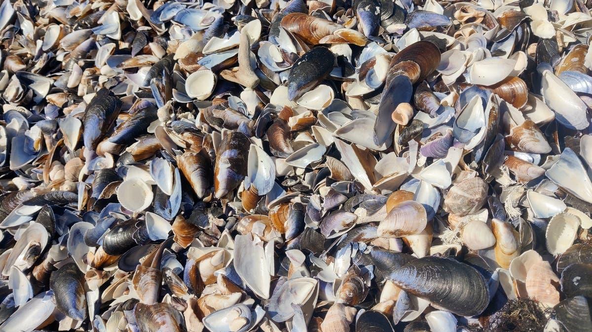 006c4384 142a 43cc a343 bf00541a5afe file.jpg