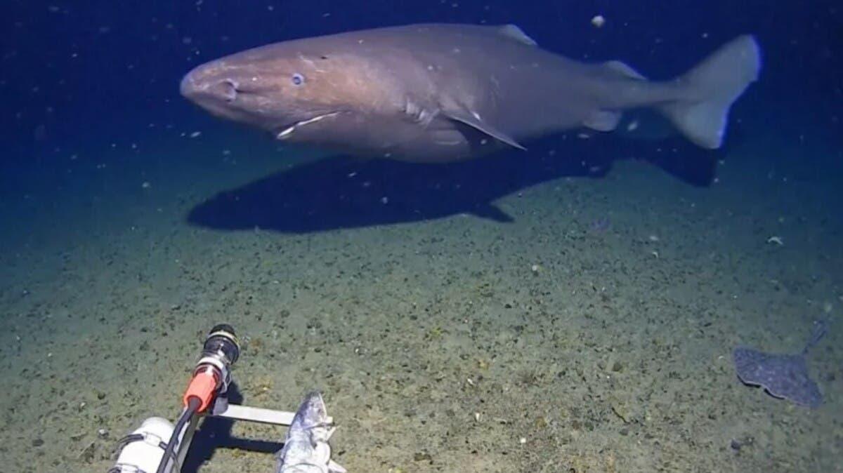 0be08b51 ac74 4c9d bee4 3492f754cd7a file.jpg