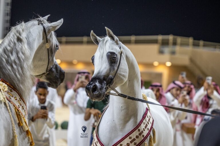 ختام بطولة الإنتاج المحلي للخيل العربية الأصيلة