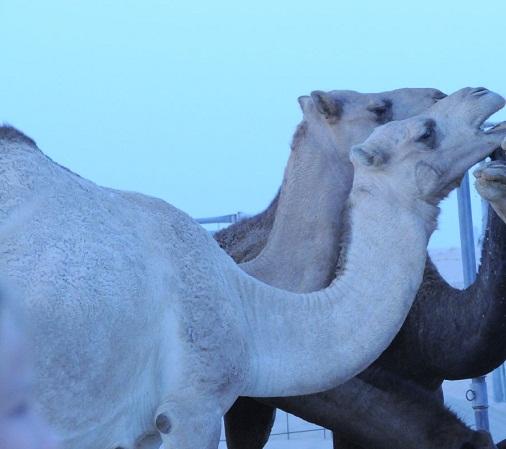 2d402630 f3b2 477f b8a6 ba0464363f64 file.jpg