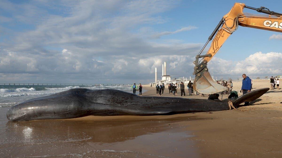 5cb911a4 76aa 41fb 8e92 7aa5640bf8c3 file.jpg