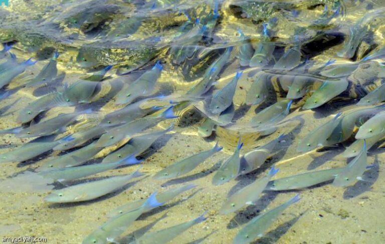 623428f5 be92 4d88 84c7 63725067527b file.jpg