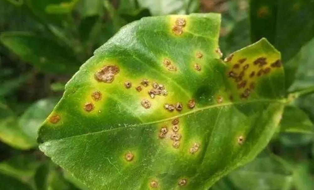 9854b53f bbb0 4dbe 947e e1654245092b file.jpg