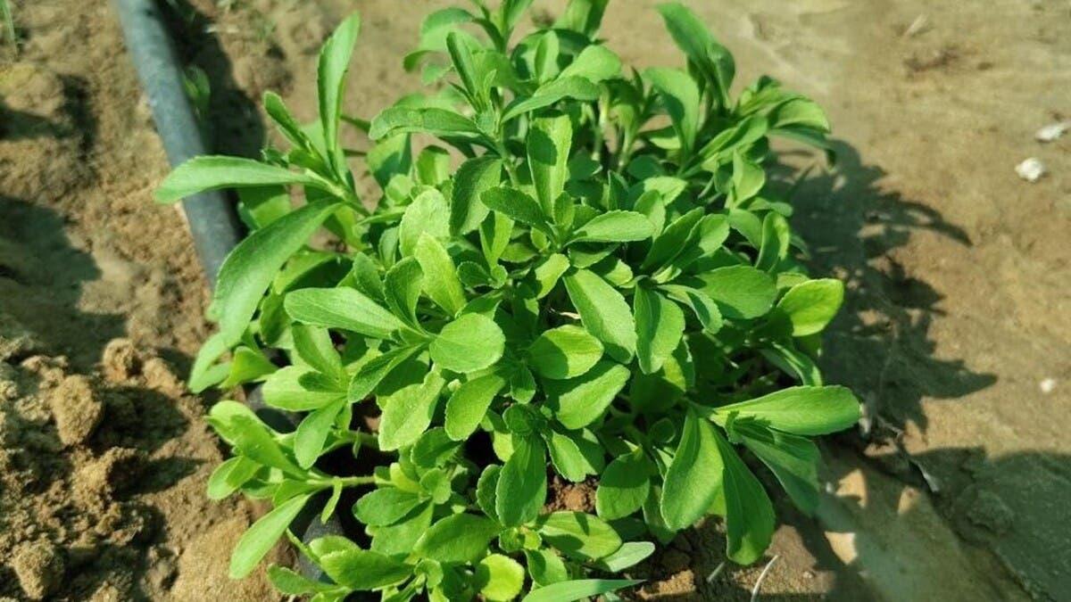 نجاح تجربة زراعة السكر الطبيعي “الاستيفيا” في السعودية