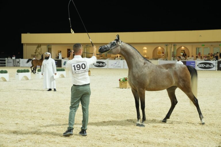انطلاقة بطولة الإنتاج المحلي للخيل العربية الأصيلة في ملهم يوم الخميس المقبل
