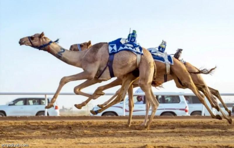 الهجن يفتح باب التسجيل في تحدي الميادين