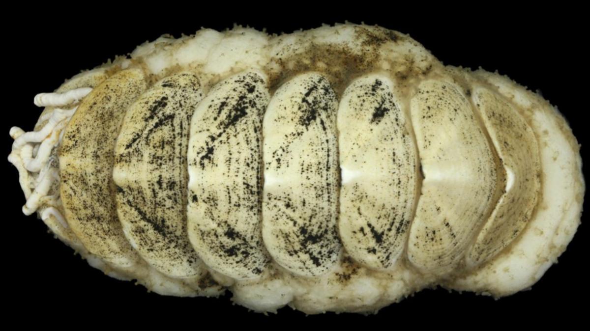 E9c32663 f52b 47e4 abb7 e2742ec8f561 file.jpg