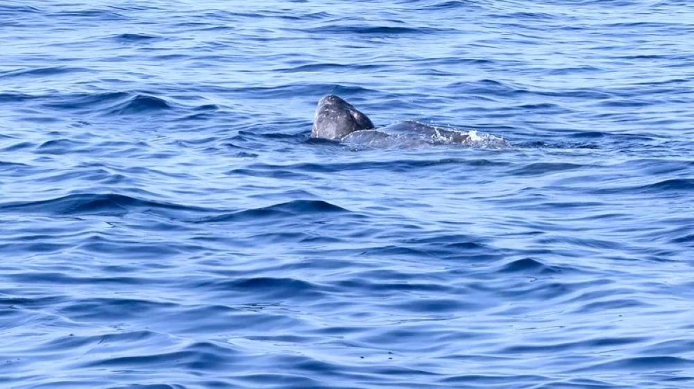 F9f66ed4 ec81 4b30 92d6 35a1e4f43b5e file.jpg