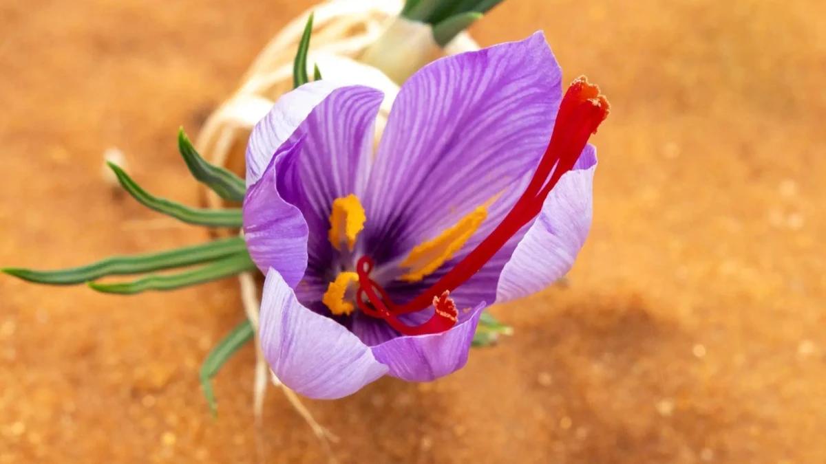 05ed4ae0 ec97 479e bad0 d7358db679d7 file.jpg