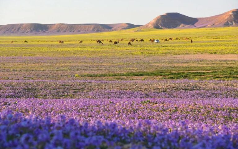 0b4d4070 c0c4 47f0 918f c4a1b827d2fa file.jpg