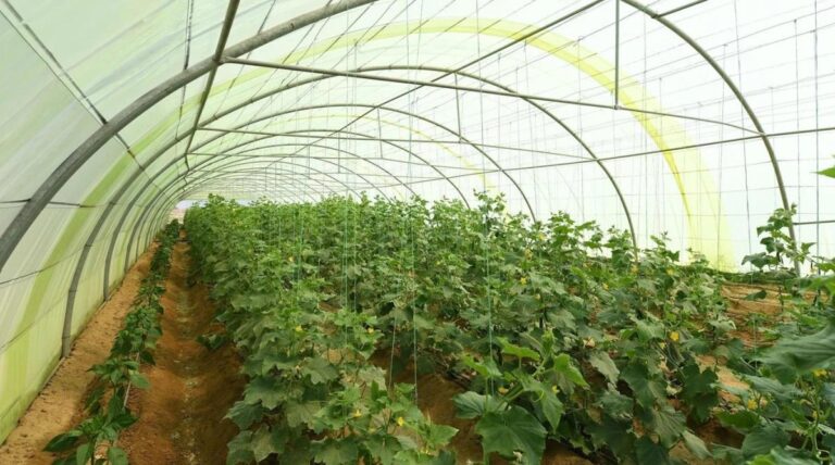 31fc3018 8aca 4144 9d5d ce98c773fb30 file.jpg