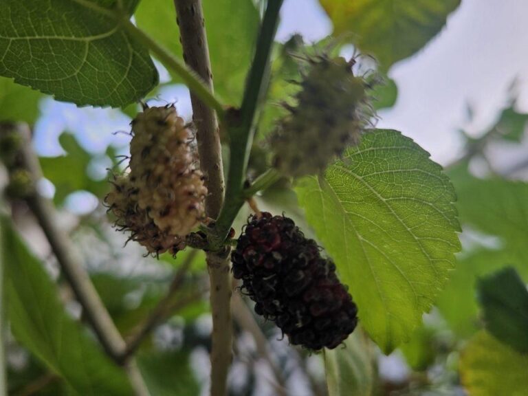 484b1fb8 2c20 45fc 9a92 49ecbd5a96fc file.jpg