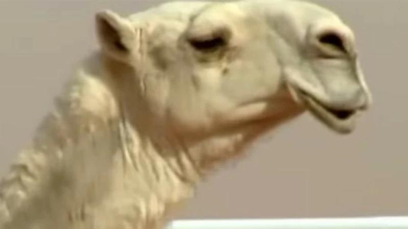 Aa7cdd5b 0adf 4a12 86b9 f5e526868403 file.jpg