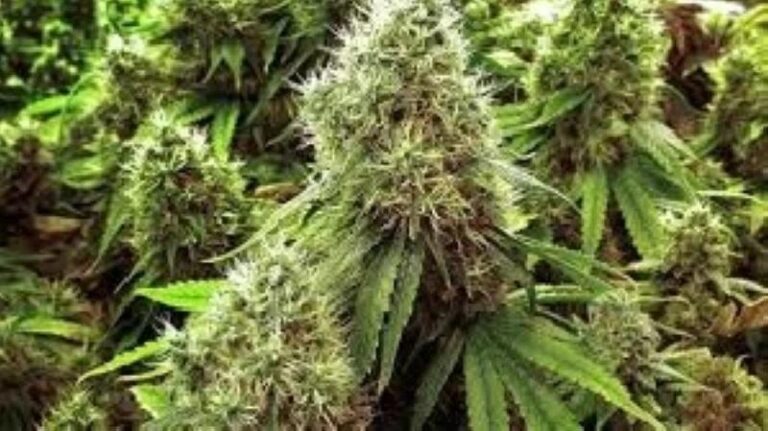 Aca0956c 1c82 4ca7 aa78 f226cb2829ea file.jpg