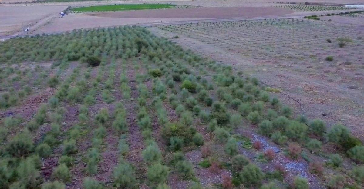 Acd4700c dbf0 4350 a263 22da1136930f file.jpg