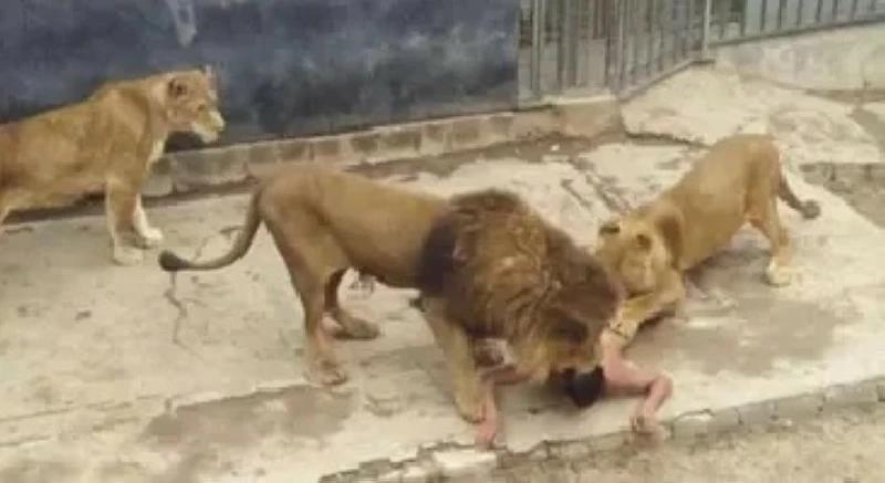 لحظات رعب.. أسد يهاجم طفلة في حديقة صينية