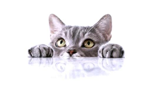 E5b568bb d45b 4e35 ae63 c04ee2aac602 file.jpg