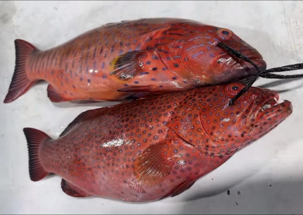 24df3ac9 6ce1 475c 9b89 d5c2ce03f944 file.jpg