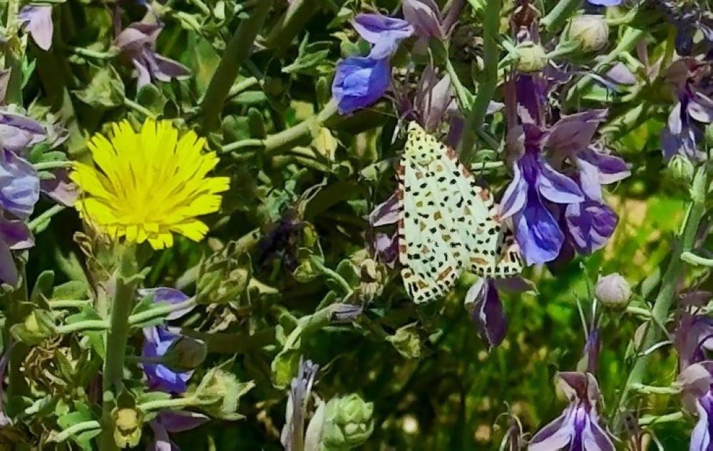 28967397 46d9 4a03 8019 065b51606dce file.jpg