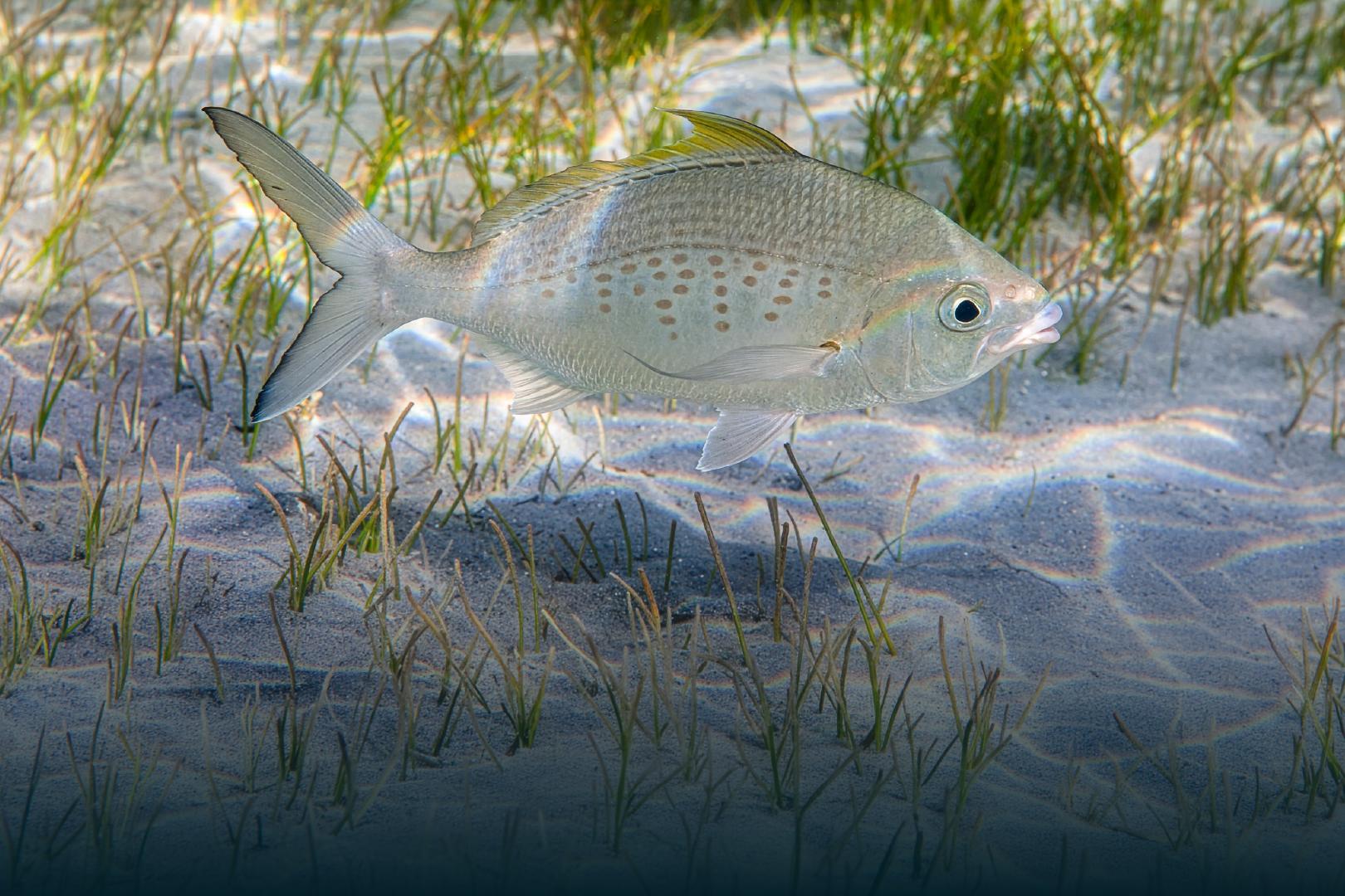 2c8f9b9c 0868 4073 b3ba 76f3cf6579f0 file.jpg