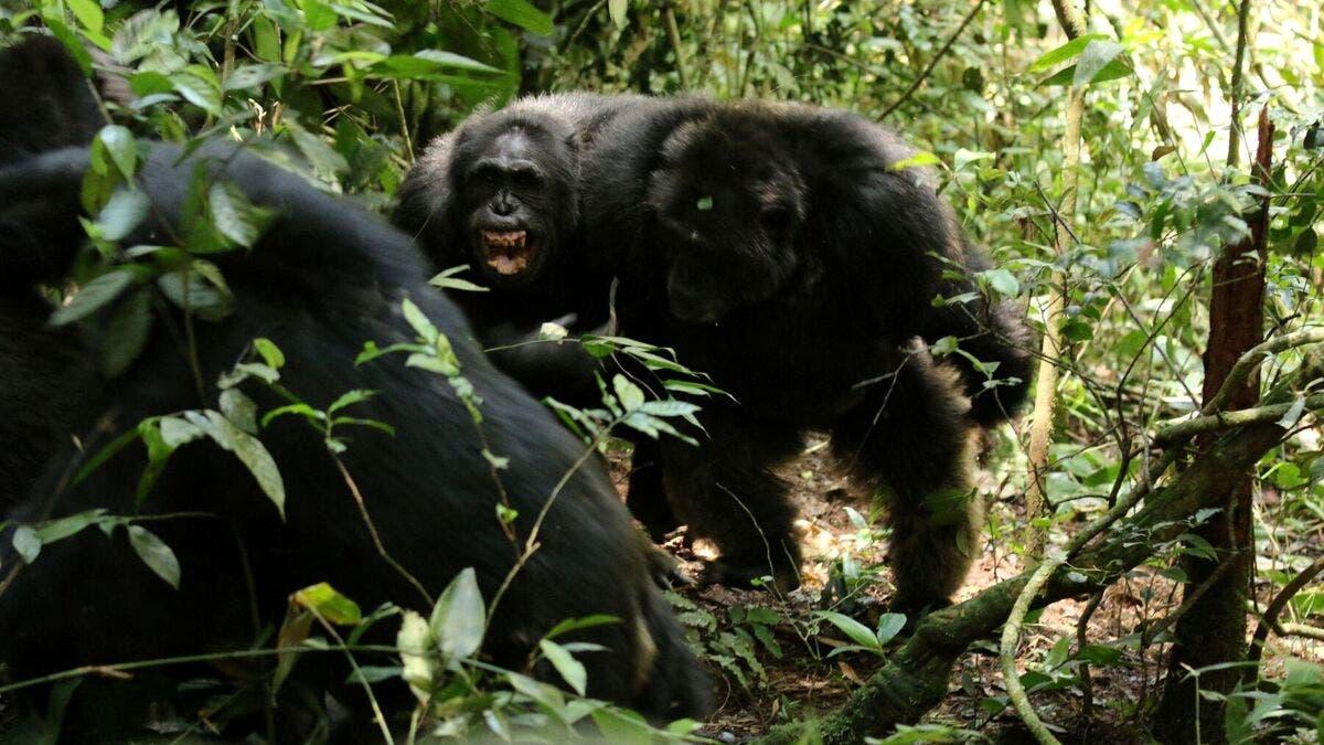 41be9125 2543 400b 974a 04babbcde4b3 file.jpg