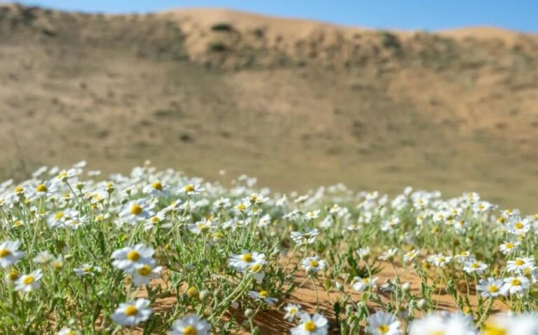 46cc18ba 515c 4661 96d7 1b74b9614cf5 file.jpg