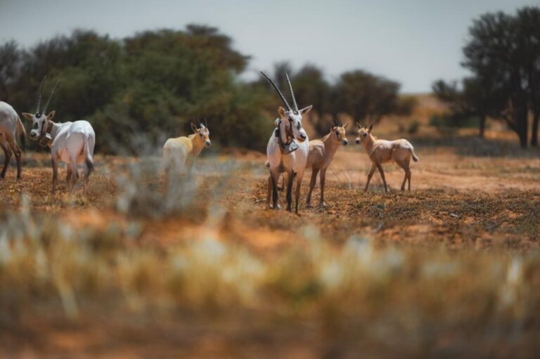 488ed85e c843 4c69 8470 8c8c5910b84a file.jpg