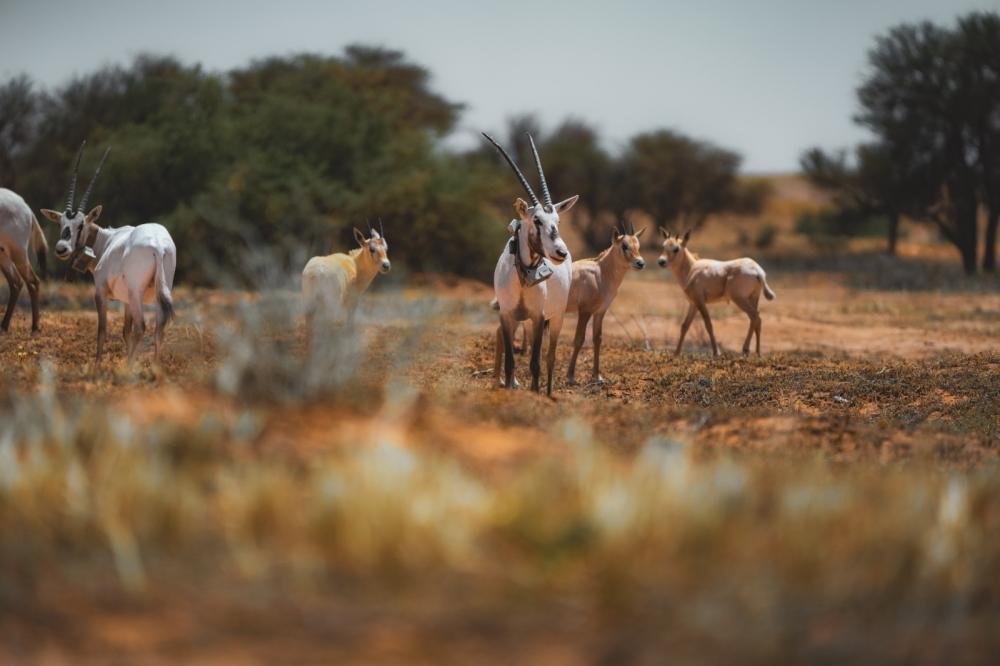 488ed85e c843 4c69 8470 8c8c5910b84a file.jpg